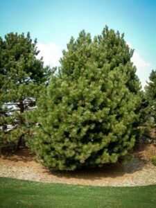 Сосна Чёрная (Pinus Nigra) купить по цене от 270.00р. в интернет-магазине «Посадика» с доставкой почтой в в Севске и по всей России – [изображение №1].