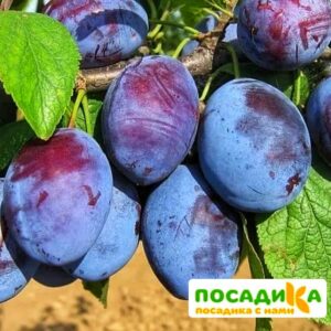 Слива Чачакская ранняя купить по цене от 229.00р. в интернет-магазине «Посадика» с доставкой почтой в в Севске и по всей России – [изображение №1].