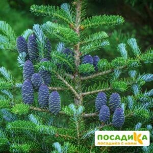 Пихта корейская (Abies koreana) купить по цене от 450.00р. в интернет-магазине «Посадика» с доставкой почтой в в Севске и по всей России – [изображение №1].