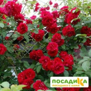 Роза плетистая Амадеус купить по цене от 399.00р. в интернет-магазине «Посадика» с доставкой почтой в в Севске и по всей России – [изображение №1].