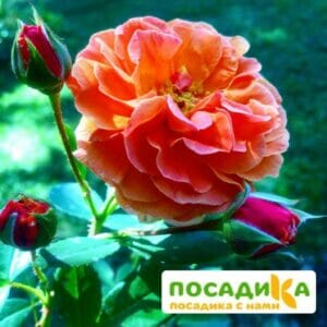 Роза Арабия купить по цене от 350.00р. в интернет-магазине «Посадика» с доставкой почтой в в Севске и по всей России – [изображение №1].