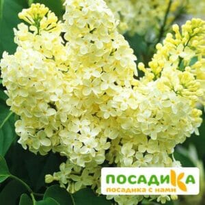 Сирень Примроуз (Primrose) купить по цене от 529.00р. в интернет-магазине «Посадика» с доставкой почтой в в Севске и по всей России – [изображение №1].