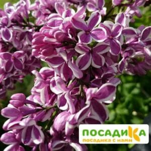 Сирень Сенсация купить по цене от 529.00р. в интернет-магазине «Посадика» с доставкой почтой в в Севске и по всей России – [изображение №1].