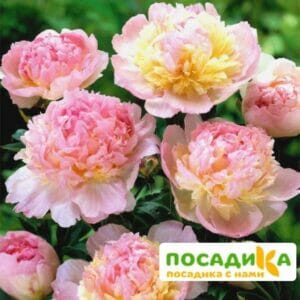 Пион Распберри Сандей (Paeonia Raspberry Sundae) купить по цене от 959р. в интернет-магазине «Посадика» с доставкой почтой в в Севске и по всей России – [изображение №1].