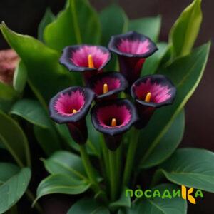 Калла Аура Лейс купить по цене от 400р. в интернет-магазине «Посадика» с доставкой почтой в в Севске и по всей России – [изображение №1].
