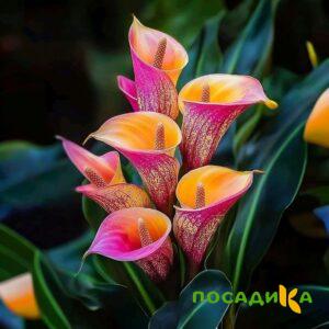 Калла Оникс купить по цене от 450р. в интернет-магазине «Посадика» с доставкой почтой в в Севске и по всей России – [изображение №1].