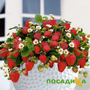 Клубника Рубиновый Шепот (горшечная) купить по цене от 240р. в интернет-магазине «Посадика» с доставкой почтой в в Севске и по всей России – [изображение №1].