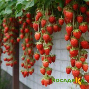 Клубника вьющаяся Комплимент купить по цене от 470р. в интернет-магазине «Посадика» с доставкой почтой в в Севске и по всей России – [изображение №1].