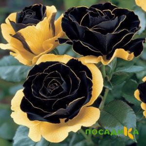 Роза Ханни Сикл купить по цене от 700р. в интернет-магазине «Посадика» с доставкой почтой в в Севске и по всей России – [изображение №1].