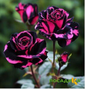 Роза Багровый Шепот купить по цене от 366р. в интернет-магазине «Посадика» с доставкой почтой в в Севске и по всей России – [изображение №1].