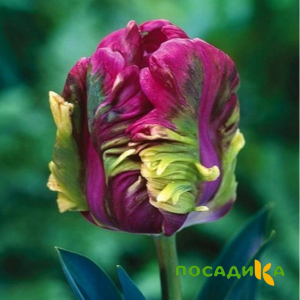 Тюльпан Экзотик Хэвен купить по цене от 186р. в интернет-магазине «Посадика» с доставкой почтой в в Севске и по всей России – [изображение №1].