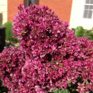 Флокс Филингс купить по цене от 329р. в интернет-магазине «Посадика» с доставкой почтой в в Севске и по всей России – [изображение №1].