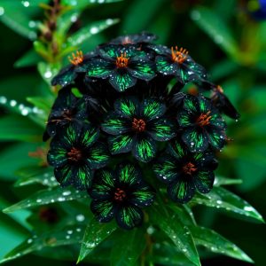 Флокс Ривьера купить по цене от 299р. в интернет-магазине «Посадика» с доставкой почтой в в Севске и по всей России – [изображение №1].