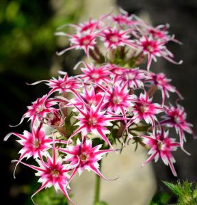 Флокс Метельчатый Путь купить по цене от 456р. в интернет-магазине «Посадика» с доставкой почтой в в Севске и по всей России – [изображение №1].