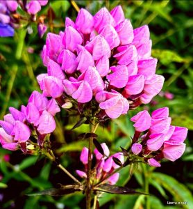 Флокс Бутоник купить по цене от 461р. в интернет-магазине «Посадика» с доставкой почтой в в Севске и по всей России – [изображение №1].