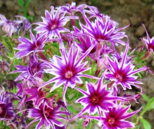 Флокс Звездное Кружево купить по цене от 361р. в интернет-магазине «Посадика» с доставкой почтой в в Севске и по всей России – [изображение №1].