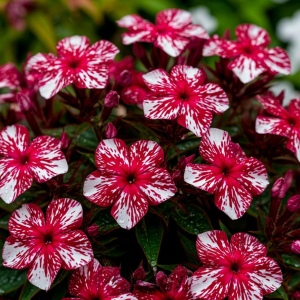 Флокс Ливер Гриммер купить по цене от 590р. в интернет-магазине «Посадика» с доставкой почтой в в Севске и по всей России – [изображение №1].